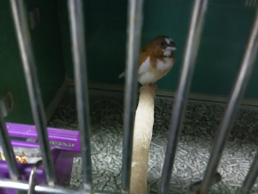 Pet Store «Carters Pet Mart», reviews and photos, 510 N Main St, Manteca, CA 95336, USA