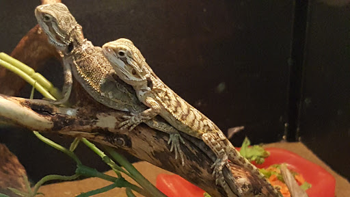 Pet Supply Store «PetSmart», reviews and photos, 2631 Beene Blvd, Bossier City, LA 71111, USA