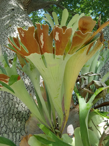 Park «Juno Dunes Natural Area», reviews and photos, 14501 US-1, Juno Beach, FL 33408, USA