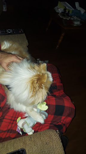 Pet Supply Store «PetSmart», reviews and photos, 27161 Crossroads Pkwy, Rossford, OH 43460, USA