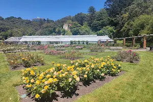 Lady Norwood Rose Garden image