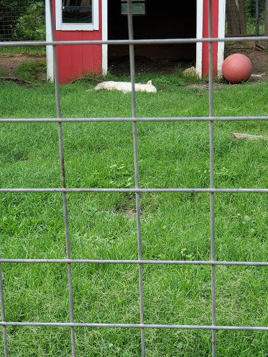 Zoo «Animal World & Snake Farm Zoo», reviews and photos, 5640 Interstate 35 Frontage Rd, New Braunfels, TX 78132, USA