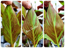 Ann Plants (แอน ไม้ด่าง)