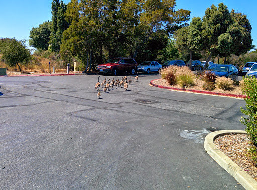 Public Golf Course «Shoreline Golf Links», reviews and photos, 2940 N Shoreline Blvd, Mountain View, CA 94043, USA