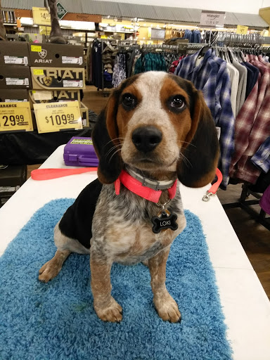 Home Improvement Store «Tractor Supply Co.», reviews and photos, 3000 S Memorial Dr, New Castle, IN 47362, USA