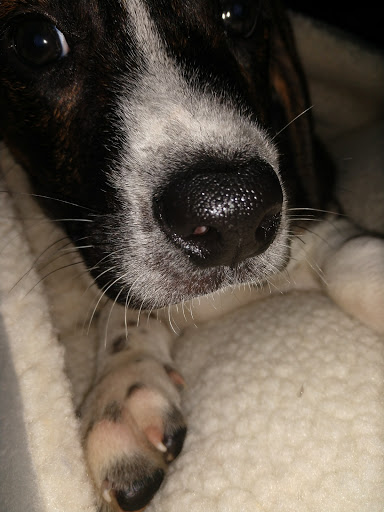 Pet Supply Store «PetSmart», reviews and photos, 620 N West End Blvd, Quakertown, PA 18951, USA