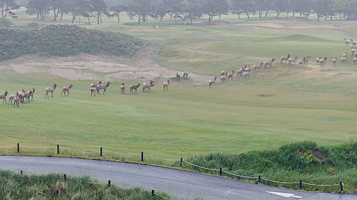 Golf Club «Gearhart Golf Links», reviews and photos, 1157 N Marion Ave, Gearhart, OR 97138, USA