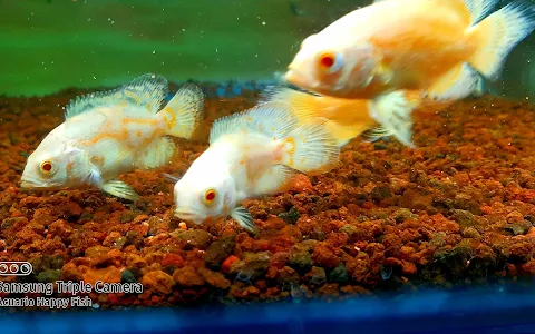 Acuario Happy Fish image