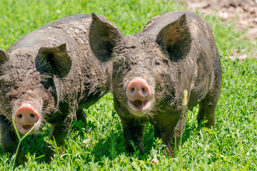 History Museum «Living History Farms», reviews and photos, 11121 Hickman Rd, Urbandale, IA 50322, USA