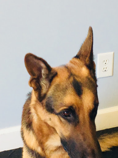 Dog Trainer «K9 Penn Dog Training Services», reviews and photos, 475 Sandy Ln, Surfside Beach, SC 29575, USA