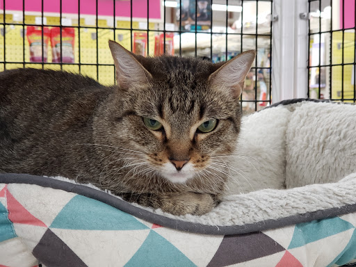 Pet Supply Store «Pet Supermarket, Inc.», reviews and photos, 3911 Lemmon Ave, Dallas, TX 75219, USA