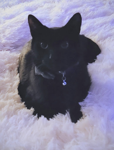 Pet Supply Store «Pet Supplies Plus», reviews and photos, 22124 Ecorse Rd, Taylor, MI 48180, USA