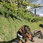 Photo n°4 de l'avis de Claudia.a fait le 07/08/2023 à 19:30 sur le  Hotel per Cani Mair am Ort à Tirol