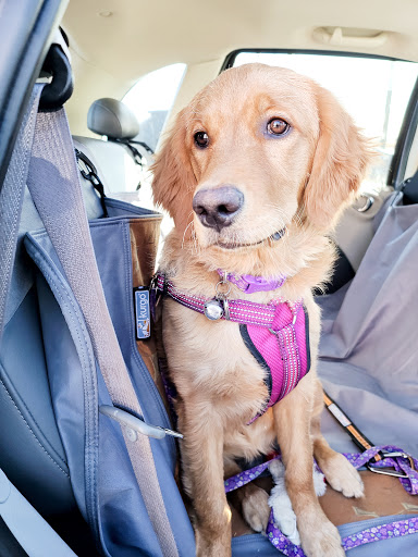 Pet Supply Store «PetSmart», reviews and photos, 2435 Prairie Center Pkwy, Brighton, CO 80601, USA