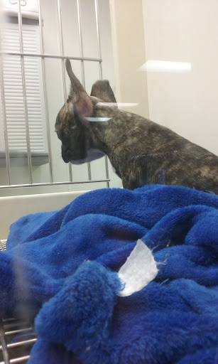 Pet Store «Petland», reviews and photos, 1514 Stonecreek Dr, Pickerington, OH 43147, USA