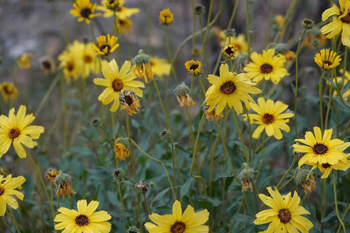 Park «Peck Rd Park», reviews and photos, 5401 Peck Rd, Arcadia, CA 91006, USA