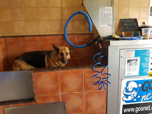 Gosnet en Canovelles, Barcelona