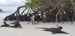 Foto di Tortuga Laguna Beach ubicato in zona naturale