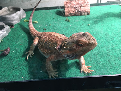 Pet Store «Mike Pet Center LLC», reviews and photos, 133 NJ-35, Neptune City, NJ 07753, USA