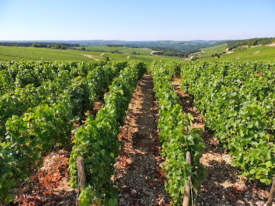 CHAMPAGNE AUGÉ-DASCIER à Les Riceys