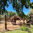 Honolulu Zoo Elephant Enclosure