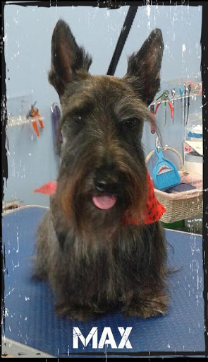 Pet Groomer «Furry Tails Pet Grooming», reviews and photos, 865 Cypress Pkwy, Poinciana, FL 34759, USA