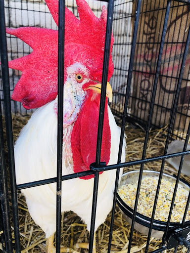 Zoo «Jr Pony Parties», reviews and photos, 1744 N Leonard Ln, Las Vegas, NV 89108, USA