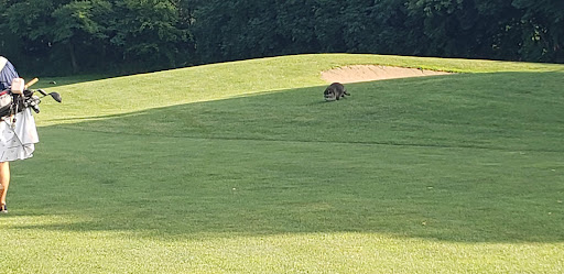 Golf Course «Sydney R. Marovitz Golf Course», reviews and photos, 3600 N Recreation Dr, Chicago, IL 60613, USA