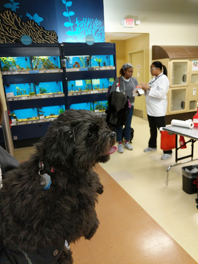 I’ve had the worst grooming experience ever. They are the most inexperienced groomers I’ve ever encountered