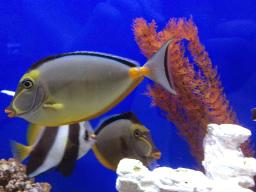 Aquarium Shop «Wet Pets by Steve», reviews and photos, 504 W Main St, Norman, OK 73069, USA