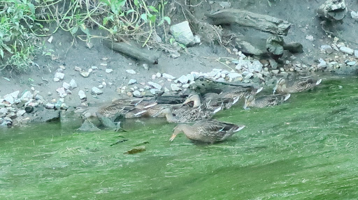 Nature Preserve «Thaddeus S. 