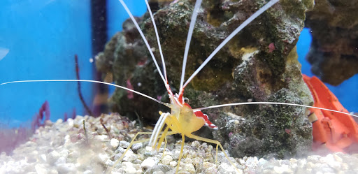 Pet Supply Store «Petco Animal Supplies», reviews and photos, 300 Hylan Dr, Rochester, NY 14623, USA