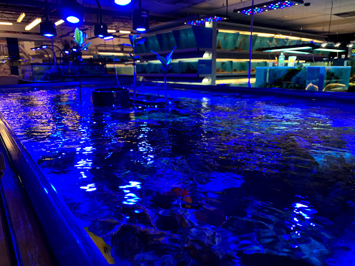 Tropical Fish Store «Salty Fish Aquariums», reviews and photos, 5535 Brewster St, San Antonio, TX 78233, USA