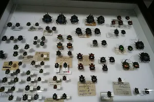 Naramachi Entomological museum of Dung beetles image