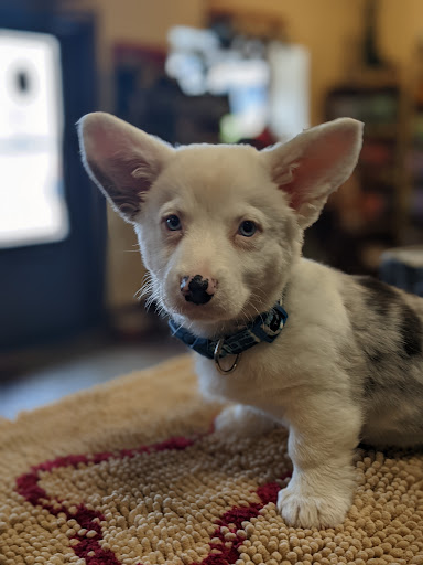 Pet Supply Store «Lucky Dog Outfitters», reviews and photos, 3411 6th Ave, Tacoma, WA 98406, USA