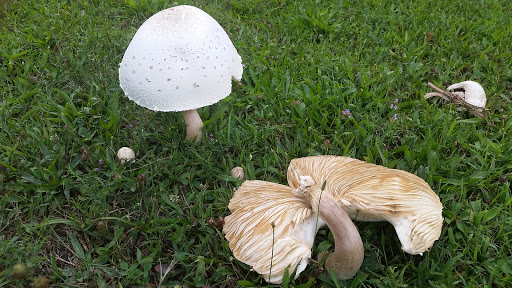 Park «Algonac State Park», reviews and photos, 8732 N River Rd, Marine City, MI 48039, USA