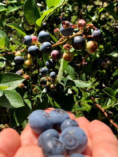 Produce Market «Mt Olympus Berry Farm», reviews and photos, 23298 Jefferson Davis Hwy, Ruther Glen, VA 22546, USA