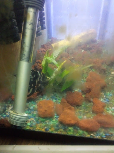 Pet Store «Fins And Feathers», reviews and photos, 222 Willow Ave, Honesdale, PA 18431, USA