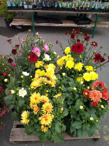 Garden Center «Sloat Garden Center», reviews and photos, 1555 Kirker Pass Rd, Concord, CA 94521, USA