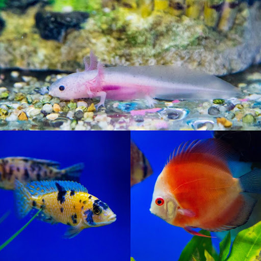 Aquarium Shop «Wet Pets by Steve», reviews and photos, 504 W Main St, Norman, OK 73069, USA