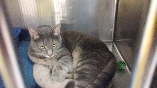 Pet Supply Store «PetSmart», reviews and photos, 1421 Carl D Silver Parkway, Fredericksburg, VA 22401, USA