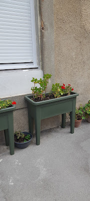 bambou écolo à Portel-des-Corbières