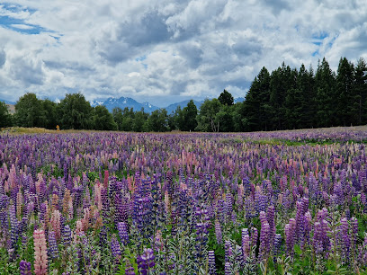 Lupin Field