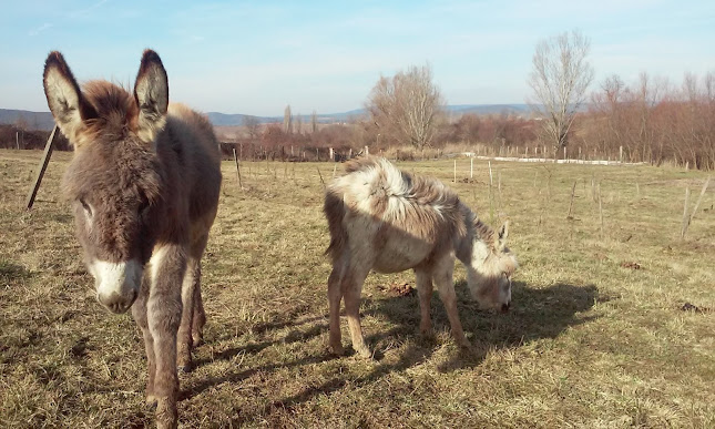 Hozzászólások és értékelések az Cinege Tanya-ról