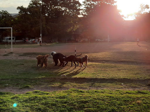 Plaza área Canina