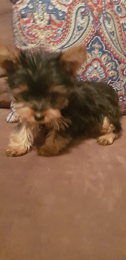 Pet Store «The Puppy Store», reviews and photos, 1163 Merrick Ave, Merrick, NY 11566, USA