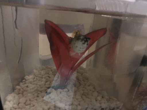 Pet Supply Store «Pet Supplies Plus», reviews and photos, 2155 Delaware Ave, Buffalo, NY 14216, USA