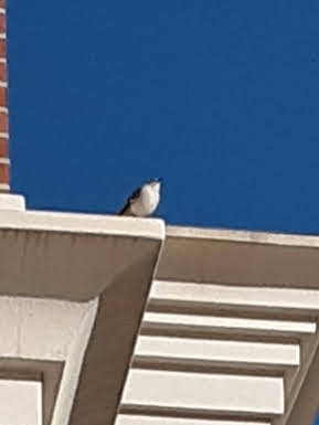 Shopping Mall «Cary Village Square Shopping Center», reviews and photos, 657 Cary Towne Blvd, Cary, NC 27511, USA