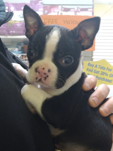 Pet Store «Yuppy Puppy Pet Shop», reviews and photos, 292 Frantz Rd, Stroudsburg, PA 18360, USA