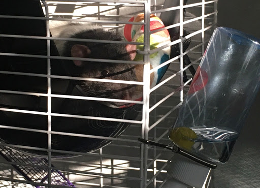 Pet Store «Zookeeper Exotics», reviews and photos, 9012 Research Blvd, Austin, TX 78758, USA